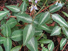 Desmodium uncinatum.jpg