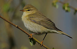 Pajulintu (Phylloscopus trochilus)