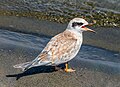 Image 19Juvenile Forster's tern calling for its parent in Jamaica Bay Wildlife Refuge