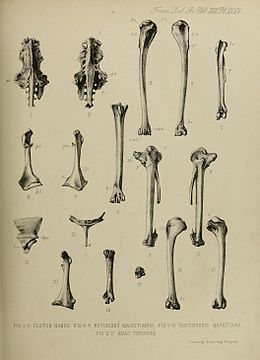 Mauritian bird fossils.jpg