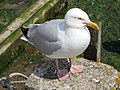 Mevagissey