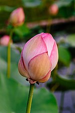 Gambar mini seharga Gambar:Nelumbo nucifera, also known as Indian lotus in bud stage (Image 7 of 7).jpg