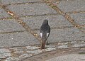 Male; near Berlin, Germany