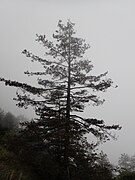 Pinus taiwanensis, Ren’ai Township, Nantou, Taiwan 01.jpg