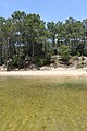 Pinède sur la rive occidentale du lac d'Hourtin et de Carcans, le deuxième plus grand lac d'eau douce de France