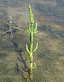 Salicornia europaea