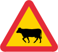 Cattle