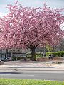 Prunus serrulata auf dem Tana-Schanzara-Platz