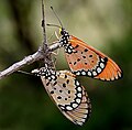 Acraea terpsicore