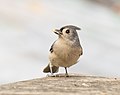 Image 62Tufted titmouse with a seed in Prospect Park