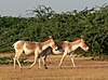 Indian wild ass in Indian Wild Ass Sanctuary