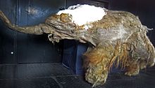 Jeune mammouth congelé vu de côté dans un musée, la trompe tendue vers l'avant.