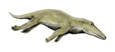 Ambulocetus (Cetacea)