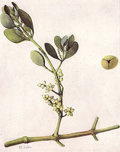 Description de l'image American Mistletoe (NGM XXXI p514).jpg.