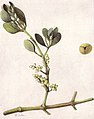 Phoradendron leucarpum