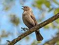 Image 6Female brown-headed cowbird chattering in Jamaica Bay Wildlife Refuge