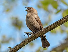 Brown headed cowbird female in JBWR (25487)