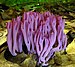 Plants and fungi 157 Votelist