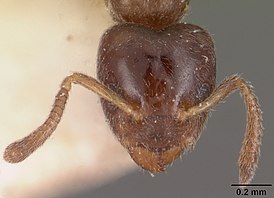 Ecphorella wellmani