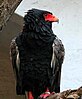 Bateleur