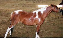 Photo d'un poney pie prenant la pose au modèle ; il est très fin et élégant.