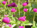 センニチコウ Gomphrena globosa