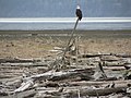 Haliaeetus leucocephalus