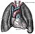 Sistema respiratori