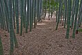 The bamboo garden