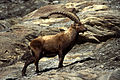 Stambecco (Capra ibex)