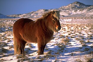 Icelandic horse