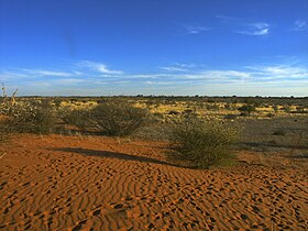 Image illustrative de l’article Désert du Kalahari
