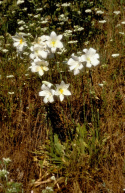 Foto: Ernst Gügel