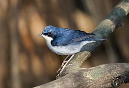 Luscinia cyane - Khao Yai