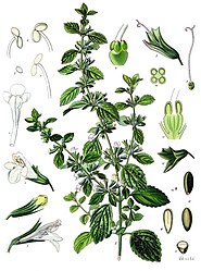 Melissa officinalis L.