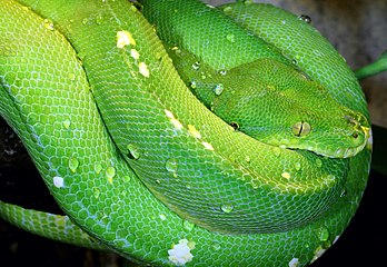 Un python vert (Morelia viridis), serpent arboricole de Nouvelle-Guinée, d'Indonésie et d'Australie. (définition réelle 3 000 × 2 065)
