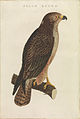 Buizerd