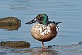 Image 14Male northern shoveler in Marine Park, Brooklyn