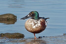 Northern shoveler (SDG 15)