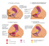 Schematische Darstellung der Erregungsphasen vor, während und nach dem weiblichen Orgasmus und der entsprechenden Organe; Sagittalebene.