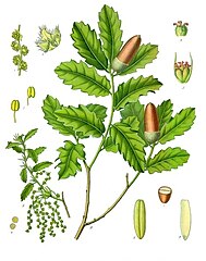 Illustration of Quercus lusitanica showing staminate (left) and pistillate flowers (top right)