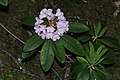 Rhododendron macrophyllum