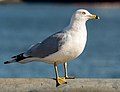 Image 104Ring-billed gull in Red Hook, Brooklyn