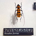 Rosalia ferriei