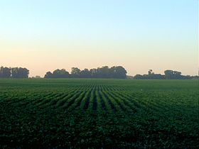 A soya field in Argentina