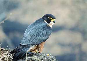 Provincial bird of Gilgit–Baltistan