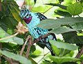 Spangled Cotinga