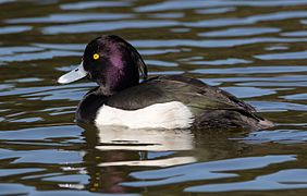 Tufted duck in Sakai, Osaka, February 2016.jpg