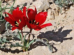 Tulipa systola, ordre des Liliales