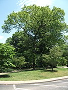 Ulmus serotina[англ.]*